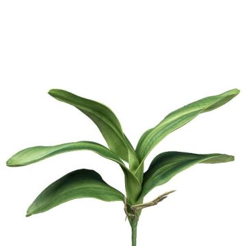 Foglie decorative di orchidea Phalaenopsis CRILMER, bastoncino, radici aeree, 35 cm