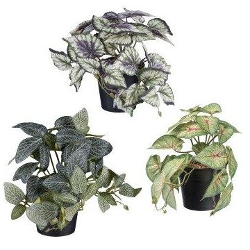 Mix di piante decorative pendenti TRIHEN, ortica variegata, fittonia, caladium, 3 pezzi, vaso decorativo, verde-variegato, 20cm, Ø23cm Mix di piante decorative pendenti TRIHEN, ortica variegata, fittonia, caladium, 3 pezzi, vaso decorativo, verde-variegato, 20cm, Ø23cm