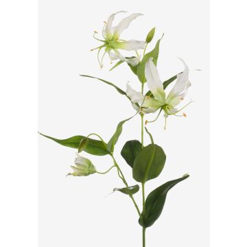 Gloriosa finta FUJITA, verde crema, 80cm, Ø15cm Gloriosa finta FUJITA, verde crema, 80cm, Ø15cm
