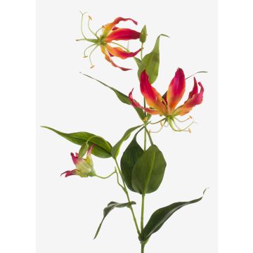 Gloriosa finta FUJITA, rosa-giallo, 80cm, Ø15cm