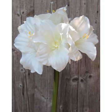 Amaryllis decorativa DAGGI, bianca, 70 cm, Ø 11-18 cm Amaryllis decorativa DAGGI, bianca, 70 cm, Ø 11-18 cm