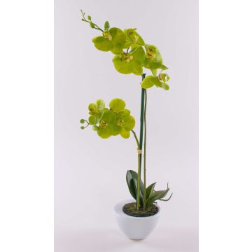 Orchidea Phalaenopsis decorativa AURELIA in vaso di ceramica, verde, 55cm Orchidea Phalaenopsis decorativa AURELIA in vaso di ceramica, verde, 55cm
