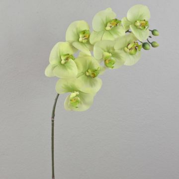 Ramo tessile di orchidea Phalaenopsis AURELIA, verde crema, 95cm
