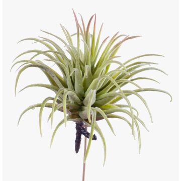 Tillandsia Rubra finta PENNY, su stelo, verde-rosso, 12cm, Ø10cm