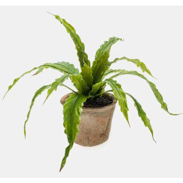 Felce artificiale Nestfarn FRANNY in vaso di terracotta, verde, 30 cm, Ø 30 cm