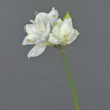 Amaryllis finto BENITA, bianco, 55cm, Ø10cm