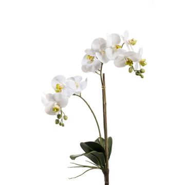 Orchidea Phalaenopsis di plastica CANDIDA su stelo, bianco, 65cm Orchidea Phalaenopsis di plastica CANDIDA su stelo, bianco, 65cm