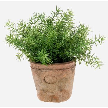 Erbe aromatiche artificiali Asparagus sprengeri LUCANO, vaso in terracotta, 20 cm, Ø 20 cm