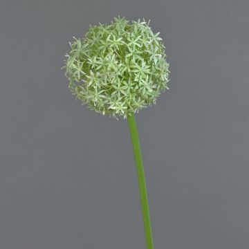 Allium finto SAMARA, crema, 75cm, Ø12cm