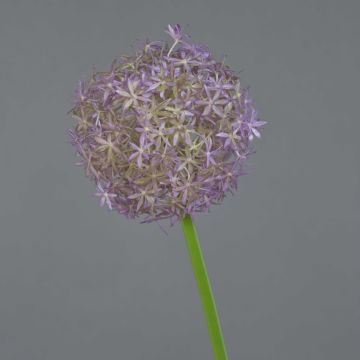 Allium finto SAMARA, viola, 75cm, Ø12cm