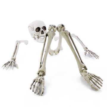 Figura decorativa di Halloween con parti di scheletro ADALBERT con 5 picchetti da terra, 19 cm, 45 cm, 66 cm