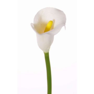 Calla decorativa CHIDORA, bianco, 55cm, 4,5x5,5cm Calla decorativa CHIDORA, bianco, 55cm, 4,5x5,5cm
