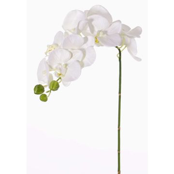 Ramo finto di orchidea Phalaenopsis GALINA, crema, 45cm Ramo finto di orchidea Phalaenopsis GALINA, crema, 45cm