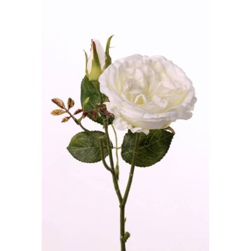 Rosa centifolia finta JUDY, crema, 35cm, Ø8cm Rosa centifolia finta JUDY, crema, 35cm, Ø8cm