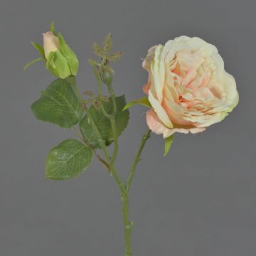 Rosa centifolia finta JUDY, crema-rosa, 40cm, Ø9cm