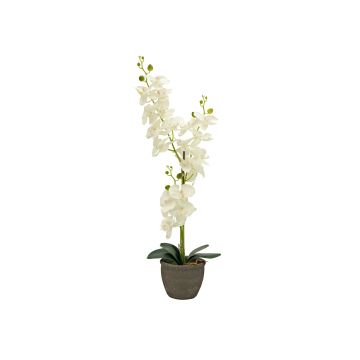 Orchidea in tessuto Phalaenopsis KATALIN, vaso decorativo, color crema, 80 cm Orchidea in tessuto Phalaenopsis KATALIN, vaso decorativo, color crema, 80 cm