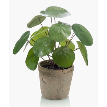 Succulenta artificiale "pianta delle monete" SYBIL in vaso di terracotta, verde, 20 cm Succulenta artificiale "pianta delle monete" SYBIL in vaso di terracotta, verde, 20 cm