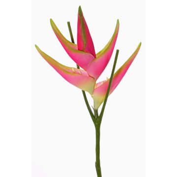 Speronella finta TOMKE, fucsia-verde, 80cm, Ø18cm Speronella finta TOMKE, fucsia-verde, 80cm, Ø18cm