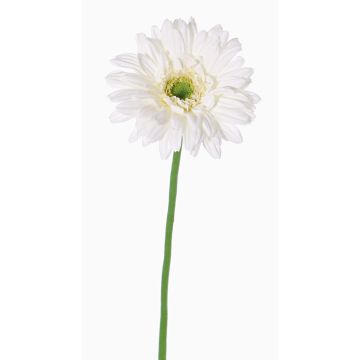 Gerbera finta HELLI, crema, 65cm, Ø12cm Gerbera finta HELLI, crema, 65cm, Ø12cm