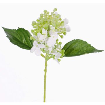 Ortensia finta CHABY, bianco-verde, 30cm, Ø9cm Ortensia finta CHABY, bianco-verde, 30cm, Ø9cm