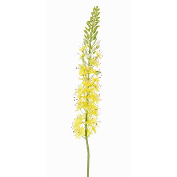 Eremurus in plastica SELINA, giallo, 105cm, Ø9cm Eremurus in plastica SELINA, giallo, 105cm, Ø9cm