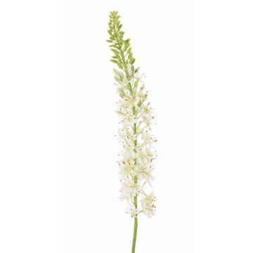Eremurus in plastica SELINA, bianco, 105cm, Ø9cm Eremurus in plastica SELINA, bianco, 105cm, Ø9cm