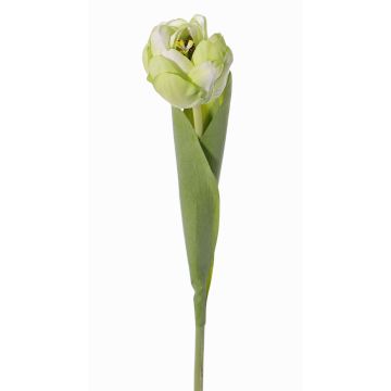 Tulipano finto ROMANA, verde-bianco, 45cm, Ø6cm Tulipano finto ROMANA, verde-bianco, 45cm, Ø6cm