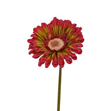 Gerbera finta ANNEMARIE, rosso-verde, 50cm, Ø10cm Gerbera finta ANNEMARIE, rosso-verde, 50cm, Ø10cm