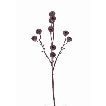 Ramo di eucalipto artificiale BASILIUS con frutti, marrone, 60cm Ramo di eucalipto artificiale BASILIUS con frutti, marrone, 60cm