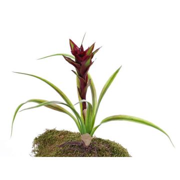 Guzmania di plastica ANELY, fiorita, su stelo, rossa, 40cm Guzmania di plastica ANELY, fiorita, su stelo, rossa, 40cm