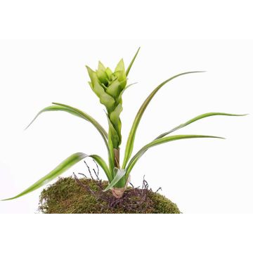Guzmania di plastica ANELY, fiorita, su stelo, verde, 40cm Guzmania di plastica ANELY, fiorita, su stelo, verde, 40cm