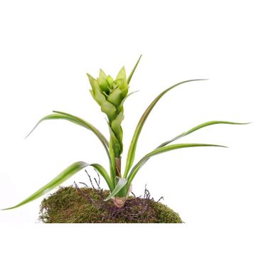 Guzmania di plastica ANELY, fiorita, su stelo, verde, 40cm