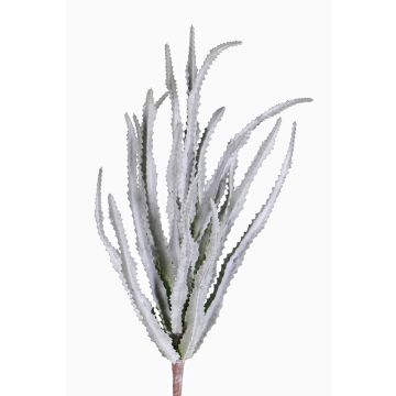 Euphorbia trigona finta REESE su stelo, grigio-verde, 30cm, Ø20cm Euphorbia trigona finta REESE su stelo, grigio-verde, 30cm, Ø20cm