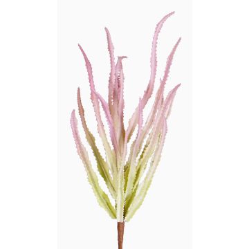 Euphorbia trigona finta REESE su stelo, rosa-verde, 30cm, Ø20cm Euphorbia trigona finta REESE su stelo, rosa-verde, 30cm, Ø20cm