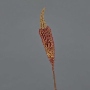 Bulbinella finta TALUNA, marrone-arancione, 65cm, Ø6cm