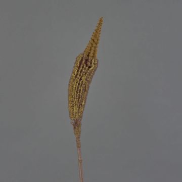 Bulbinella finta TALUNA, marrone chiaro, 65cm, Ø6cm