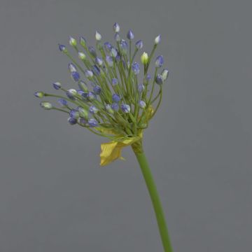 Allium finto KATYNA, blu, 70cm