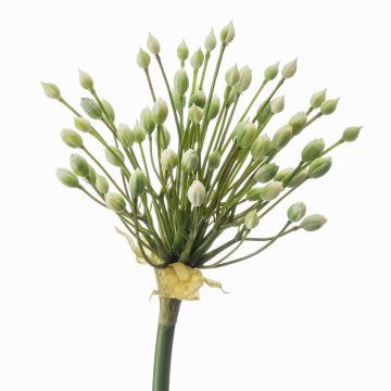 Allium finto KATYNA, crema, 70cm Allium finto KATYNA, crema, 70cm