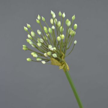Allium finto KATYNA, crema, 70cm