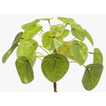 Pianta delle monete finta SYBIL, verde, 13cm Pianta delle monete finta SYBIL, verde, 13cm