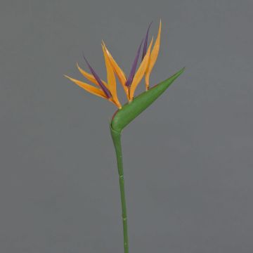 Strelitzia finta ZETKIN, arancione-viola, 65cm