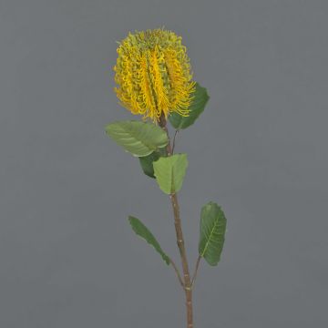 Banksia finta CONAKIR, giallo, 55cm Banksia finta CONAKIR, giallo, 55cm