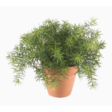 Pianta artificiale Asparagus sprengeri MONET in vaso di terracotta, 20 cm