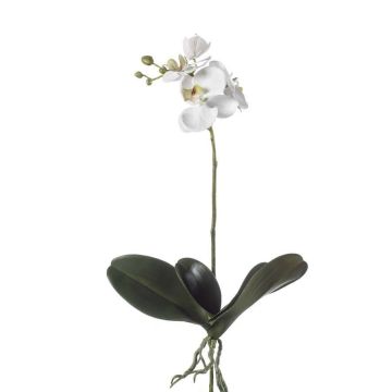Orchidea Phalaenopsis finta FAO su stelo, bianca, 45cm