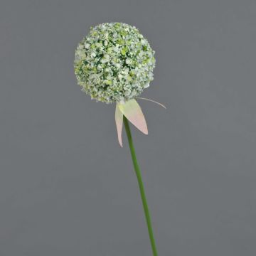 Allium finto DURBAN, bianco, 70cm