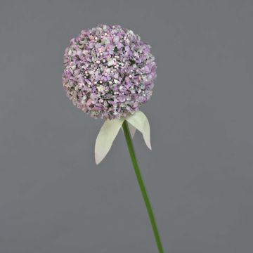 Allium finto DURBAN, viola chiaro, 70cm