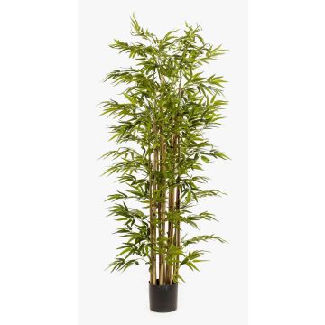 Pianta artificiale di bambù HIKITO, fusti veri, 175 cm Pianta artificiale di bambù HIKITO, fusti veri, 175 cm