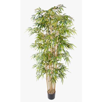 Pianta artificiale di bambù HIKITO, fusti veri, 205 cm Pianta artificiale di bambù HIKITO, fusti veri, 205 cm