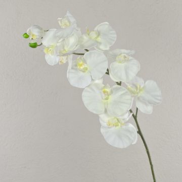 Ramo finto di orchidee Phalaenopsis ANAT, crema, 100cm