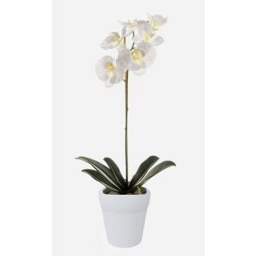 Orchidea Phalaenopsis ISIS in plastica, vaso in ceramica, bianco, 55 cm Orchidea Phalaenopsis ISIS in plastica, vaso in ceramica, bianco, 55 cm